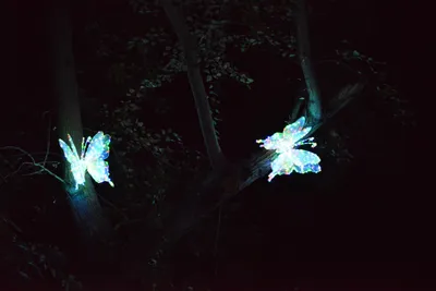 DSC_7024 (Large).JPG